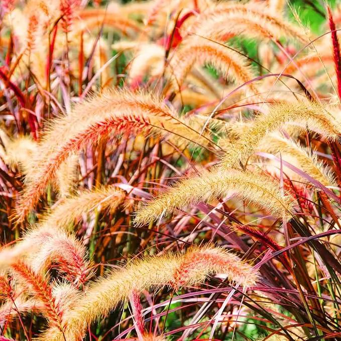 Pack 3 Fountain Grass Plants Live, 5-9 Inch Tall, Ornamental Grasses Live Plants Perennial, Well-Rooted Perennial Grass Clumps (Mix Fountain Grass) by GreenHaven Gardens