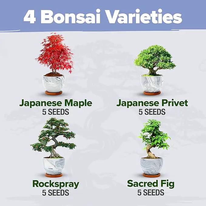 HOME GROWN Bonsai Tree Kit - Premium Ceramic Starter Kit - 4 Variety of Bonsai - Unique Gift for Men and Women Gardeners (BK2-2nd-MF) by GreenHaven Gardens