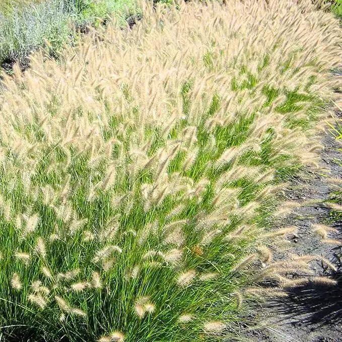 Pack 3 Fountain Grass Plants Live, 5-9 Inch Tall, Ornamental Grasses Live Plants Perennial, Well-Rooted Perennial Grass Clumps (White Fountain Grass) by GreenHaven Gardens