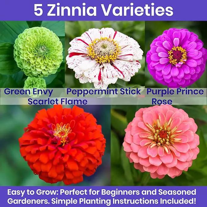 NatureZ Edge Zinnia Seeds for 2025 Planting Outdoors, Over 650 Flower Seeds, 5g, Non GMO Made in USA, Bulk Semillas De Flores para Sembrar, Variety Mix, Easy to Grow Zinnia Seed Mix by GreenHaven Gardens