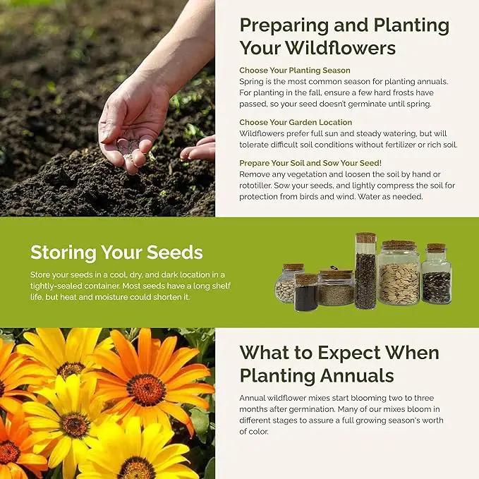 Eden Brothers Royal Meadow Flower Mixed Seeds for Planting, 1 lb, 480,000+ Seeds with Morning Glory, African Daisy | Attracts Pollinators, Plant in Spring or Fall, Zones 3, 4, 5, 6, 7, 8, 9, 10 by GreenHaven Gardens
