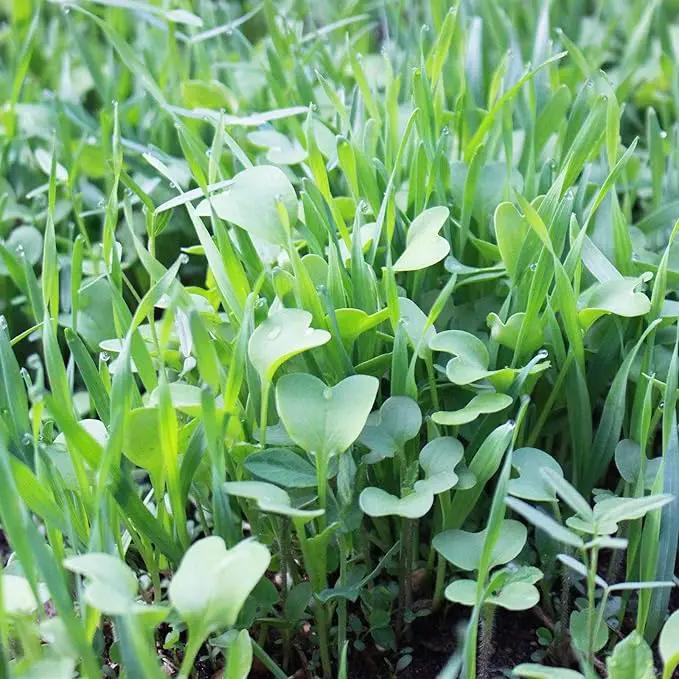 No-Till Farm and Garden Cover Crop Mix Seeds - 25 Lbs Bulk - Blend of Gardening Cover Crop Seeds: Hairy Vetch, Daikon Radish, Forage Collards, Triticale, More by GreenHaven Gardens