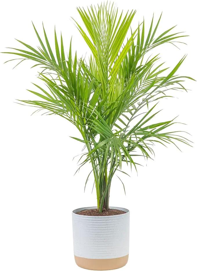 Costa Farms Majesty Palm Live Plant, Live Indoor and Outdoor Palm Tree, Potted in Modern Décor Planter, Tropical Floor Houseplant in Potting Soil, Great Patio, Balcony, Home Decor, 3-4 Feet Tall by GreenHaven Gardens