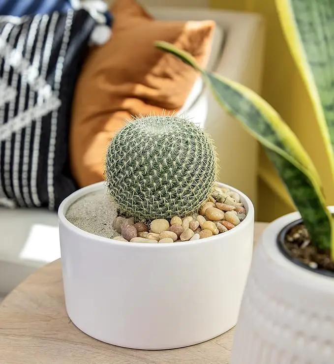 Altman Plants, Assorted Cactus Plants Live Plants (3PK), Cactus Plant Live Succulents Plants Live Cactus Decor, Indoor Plants Live House Plants in Cactus Soil, Live Cacti Plants Live Succulent Plants by GreenHaven Gardens