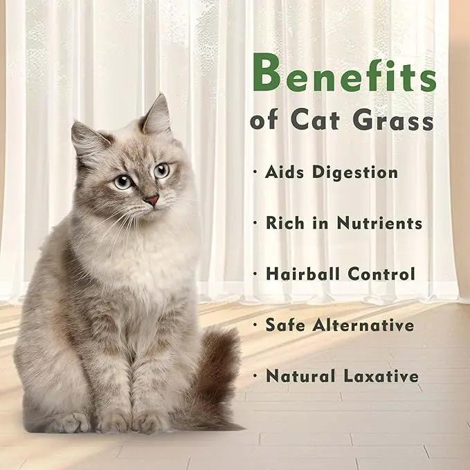 Ceramic Pot Cat Grass for Indoor Cats with Organic Cat Grass Seed Mix – Safe Pet Grass for Cats and Small Pets | Easy-to-Grow Indoor Garden for Pet Digestion (White) by GreenHaven Gardens