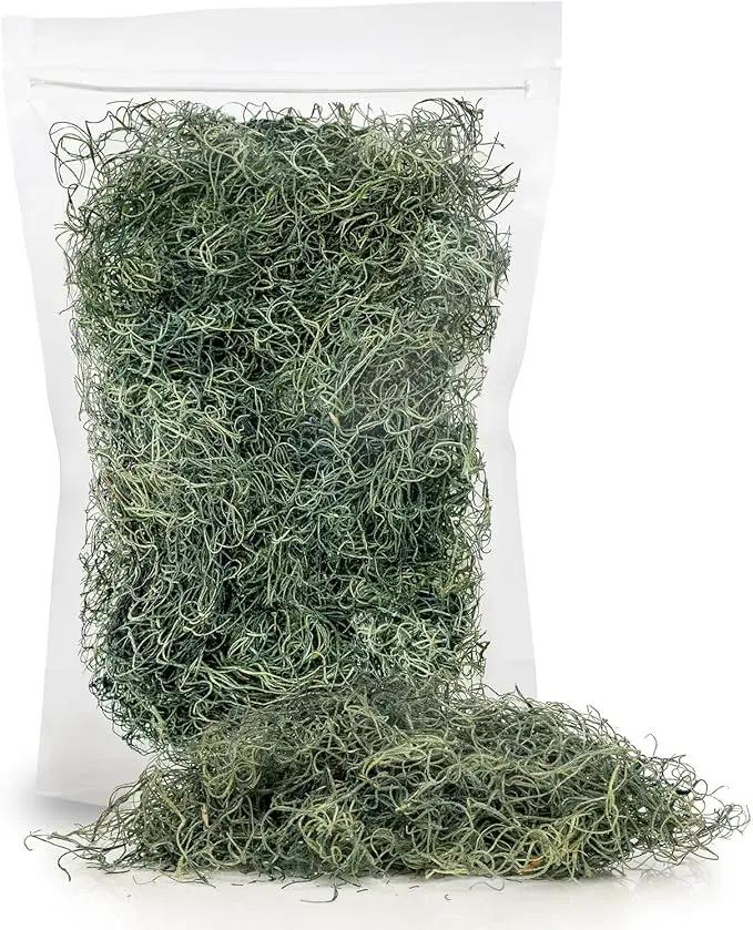 Premium Spanish Moss in Basil| Natural Preserved - Great Ground Cover - Filler for Potted Plants - by GARDENERA - 2 Quart Bag by GreenHaven Gardens