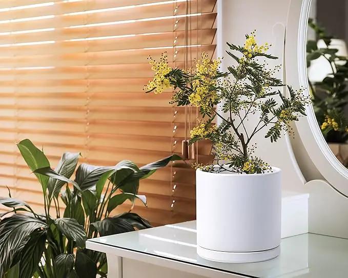 D'vine Dev 6 Inch & 8 Inch Ceramic Planter Pots for Plants with Drainage Hole and Saucer, Medium Plant Pots Set, White, 94-G-M-1 by GreenHaven Gardens