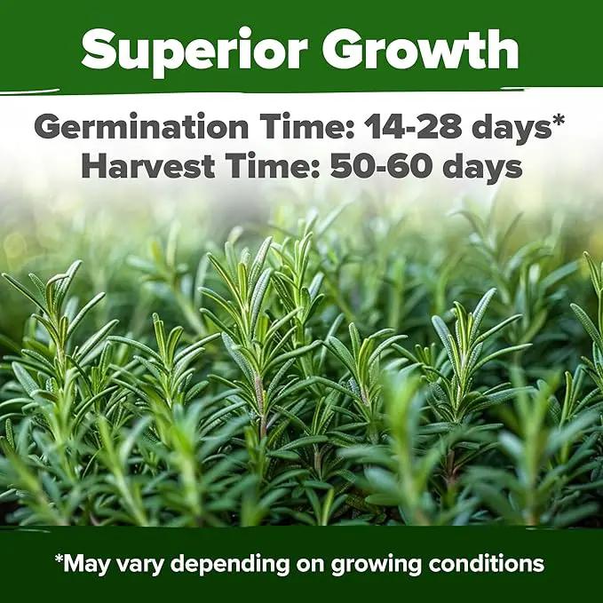 HOME GROWN 𝗨𝗦𝗔 𝗣𝗥𝗘𝗠𝗜𝗨𝗠 Rosemary Seeds Pack - 150 High Germinating 𝗡𝗢𝗡-𝗚𝗠𝗢 Heirloom Herb Seeds for Planting in Indoor or Outdoor Herb Gardens (Salvia rosmarinus) by GreenHaven Gardens