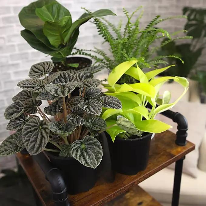 Essential Houseplant Collection (4PK) Live Plants Indoor Plants Live Houseplants in Plant Pots, Easy House Plants Indoors Live, Snake Plant, Pothos in Potting Soil, Clean Air Plants by Plants for Pets by GreenHaven Gardens