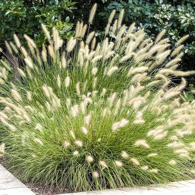 Pack 3 Fountain Grass Plants Live, 5-9 Inch Tall, Ornamental Grasses Live Plants Perennial, Well-Rooted Perennial Grass Clumps (White Fountain Grass) by GreenHaven Gardens