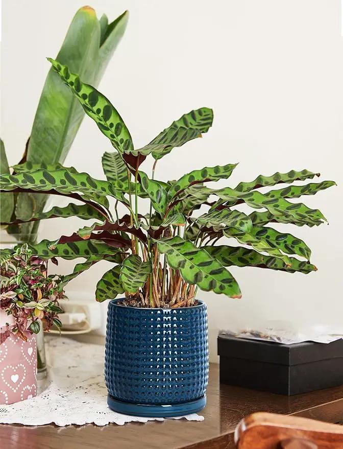 D'vine Dev 6 Inch Ceramic Beaded Stoneware Planter Pot - Flower Pot with Drainage Holes and Saucers for Indoor Succulent Plants or Flowers, Midnight Blue, 27-C-X-3 by GreenHaven Gardens