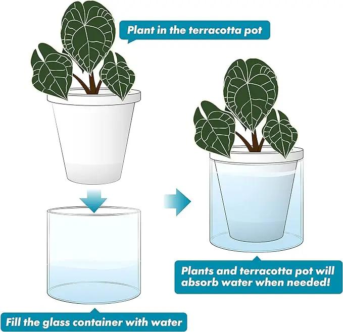 D'vine Dev 6 Inch Design Self Watering Planter for Indoor Plants, White Terracotta Pots with Cylinder Glass Cup, 37-X-B-2 by GreenHaven Gardens