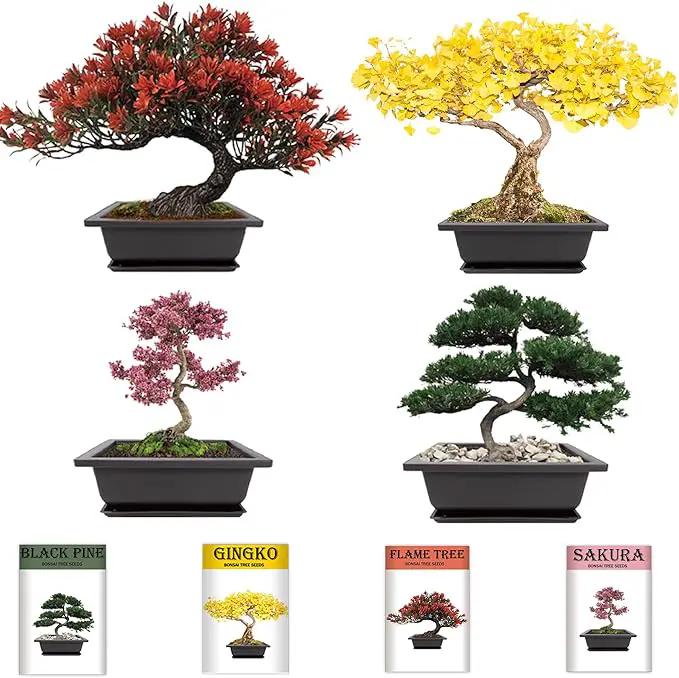 Bonsai Garden Starter Kit, 4 Seeds Growing into Sakura, Ginkgo, Black Pine, Red Flame, Including Complete Gardening Tools & A Wooden Box with Cover, Christmas Gifts for Men Women Beginners by GreenHaven Gardens