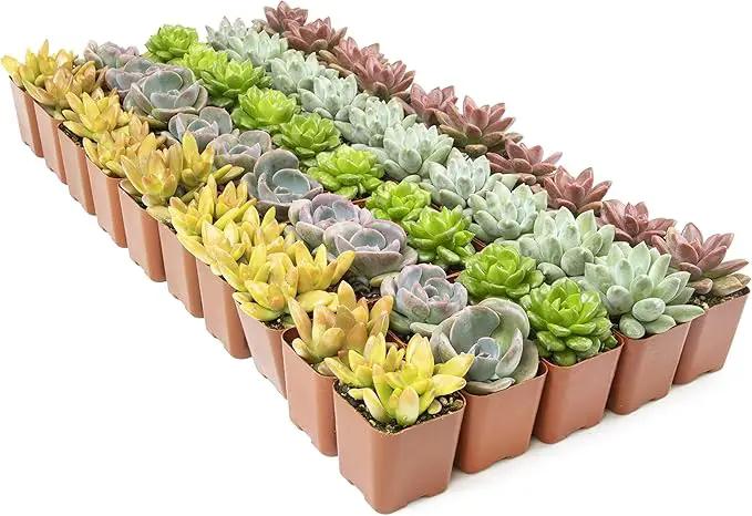 Live Succulents Plants Live Bulk Plant Tray (50 Pack), Bulk Succulents Live Indoor Plants Live Houseplants, Live Plants in Cactus and Succulent Soil Mix, Live Plant Kit Plant Gifts by Plants for Pets by GreenHaven Gardens