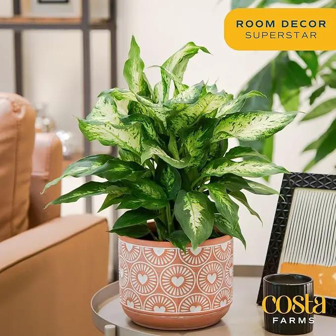 Costa Farms Dieffenbachia, Live Indoor Plant in Décor Plant Pot, Potted Houseplant in Potting Soil Mix, Real Plants Gift for Mom, Dad, 12-14 Inches Tall by GreenHaven Gardens
