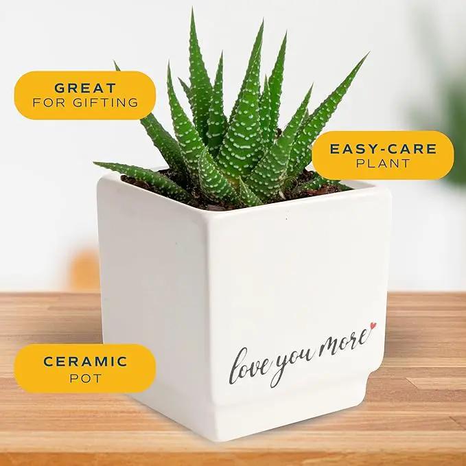 Costa Farms Mini Haworthia Succulent Fully Rooted Live Indoor Plant 6-Inches Tall, in Kokedama Ball by GreenHaven Gardens