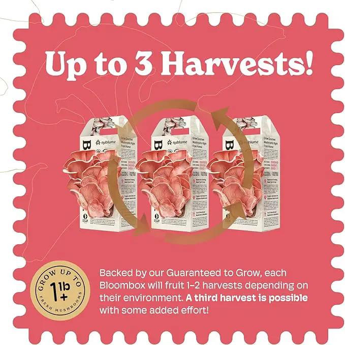 Pink Oyster Mushroom Grow Kit, Grow Your Own Fresh Gourmet Mushrooms at Home, Includes Instructions and Recipes (Pink Oyster) by GreenHaven Gardens