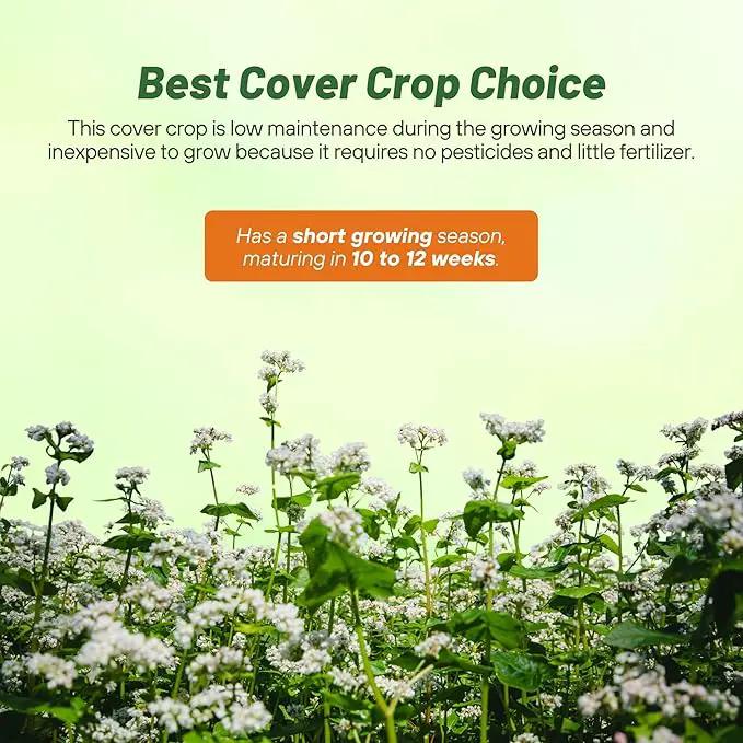 Outsidepride Buckwheat Seeds - 1oz Annual, Fast-Growing, Easy to Grow Buckwheat Cover Crop Seeds for Green Manure, Bee Pasture & Pollinators, Wildlife Habitat, Soil Improvement, and Erosion Control by GreenHaven Gardens