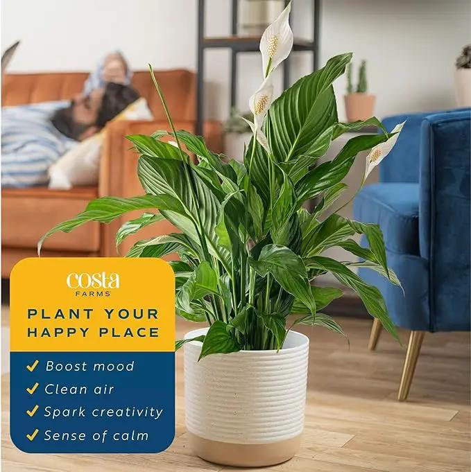 Costa Farms Spathiphyllum Peace Lily Live Indoor Plant, 3-Foot by GreenHaven Gardens