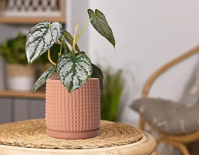 D'vine Dev 6 Inch Terracotta Beaded Planter Pot - Flower Pot with Drainage Hole and Saucer for Indoor Succulent Plants or Flowers, Terracotta, 27-C-X-7 by GreenHaven Gardens