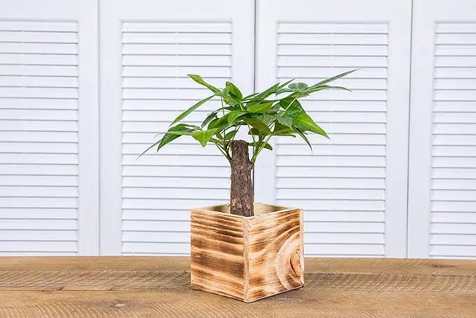 Wooden Planter Box, Rustic Burned Wood/Whitewash with Plastic Liner l Garden Decor l Restaurant and Wedding Decorations l Wood Box (5x5 Set of 4, Burned Wood) by GreenHaven Gardens