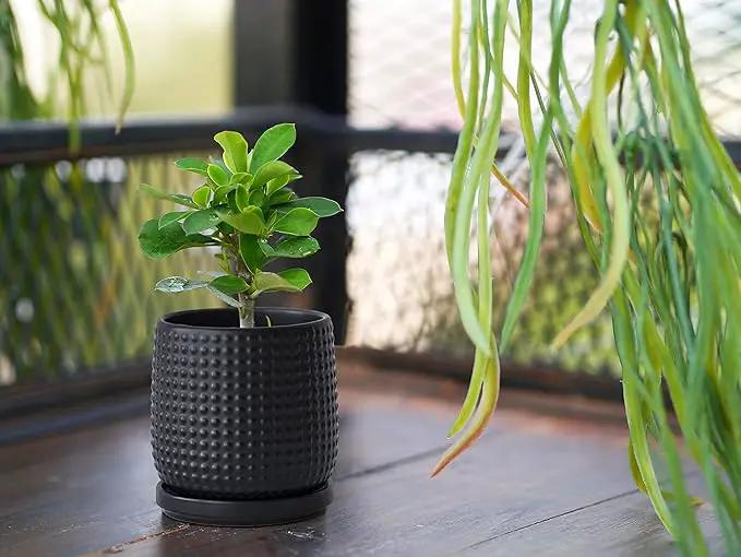 D'vine Dev 4 Inch Ceramic Beaded Stoneware Planter Pot - Flower Pot with Drainage Holes and Saucers for Indoor Succulent Plants or Flowers, Ebony Matte, 27-C-Z-6 by GreenHaven Gardens
