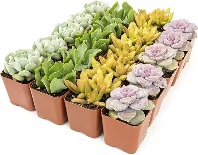 Succulents Plants Live (20PK) Potted Succulent Plants Live House Plants, Cactus Plants Live Plants Indoor Plants Live Houseplants, Indoor Plant Succulents Live Plant House Plant by Plants for Pets by GreenHaven Gardens
