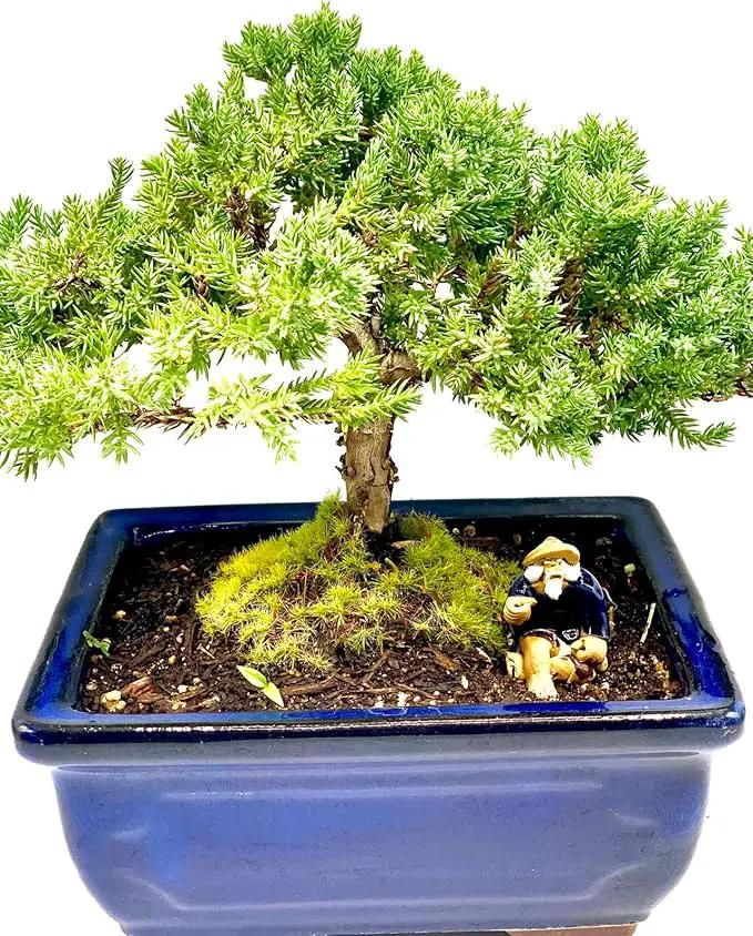 Live Dwarf Juniper Bonsai Tree 7 Year Old | Juniper or Jade Bonsai Tree | Indoor/Outdoor | 100% Handcrafted| Home and Office Décor | Best Gift for Holiday by GreenHaven Gardens