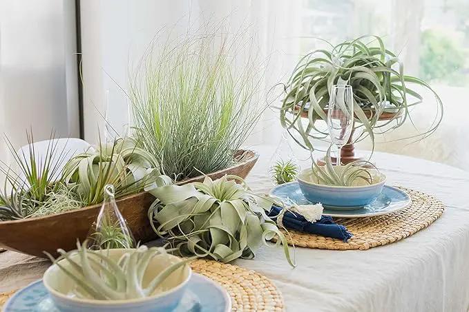 5 Pack of Classic Air Plants Variety - Live Succulent House Plants - Available in Wholesale and Bulk - Home and Garden Decor - Easy Care Indoor/Outdoor Air Plant by GreenHaven Gardens
