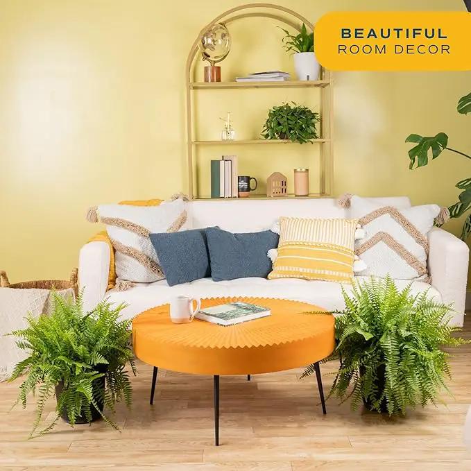 Costa Farms Boston Fern Live Plant, Outdoors or Indoor Houseplant in Hanging Basket Planter, Ferns Soil Mix, Real Plants Gift, Housewarming, Patio, Balcony, Front Porch Decor, 1-2 Feet Tall and Wide by GreenHaven Gardens