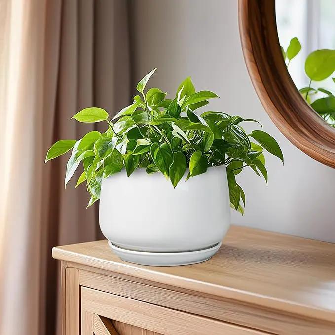 G EPGardening Ceramic Pots for Plants - 6 Inch Planter for Indoor Plants, Flower Pots with Drainage and Ceramic Tray, Modern Office Decor, Gifts for Plant Lovers, White by GreenHaven Gardens