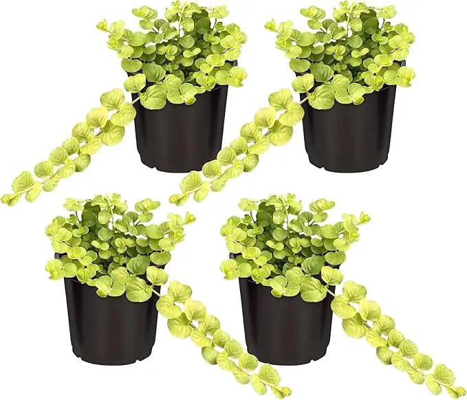 Live Lysimachia Plant - Creeping Jenny (4 Plants Per Pack) - Healthy Trailing Plant - Beautiful Spring Accent - 6" Tall by 4" Wide in 1 Pint Pot by GreenHaven Gardens