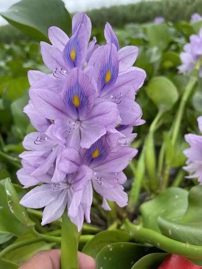 12 Water Hyacinth (Eichornia Crassipes) Floating Water Garden Pond Plants (12 Live Plants) by GreenHaven Gardens