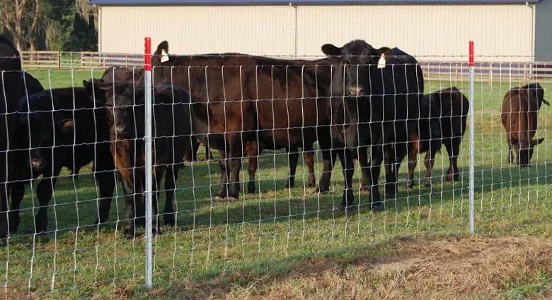 Farm Fence 4ft x 328ft 14-Gauge Heavy Zinc Coating Cattle Fence by HouseOfZazla
