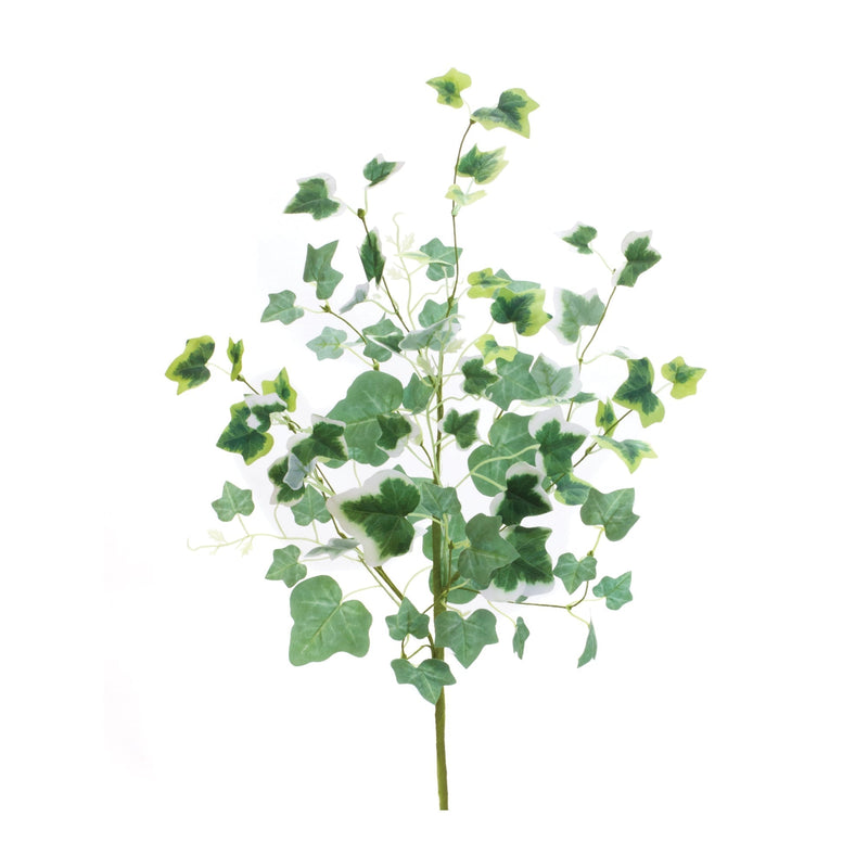 Mixed ivy foliage bush (set of 2)