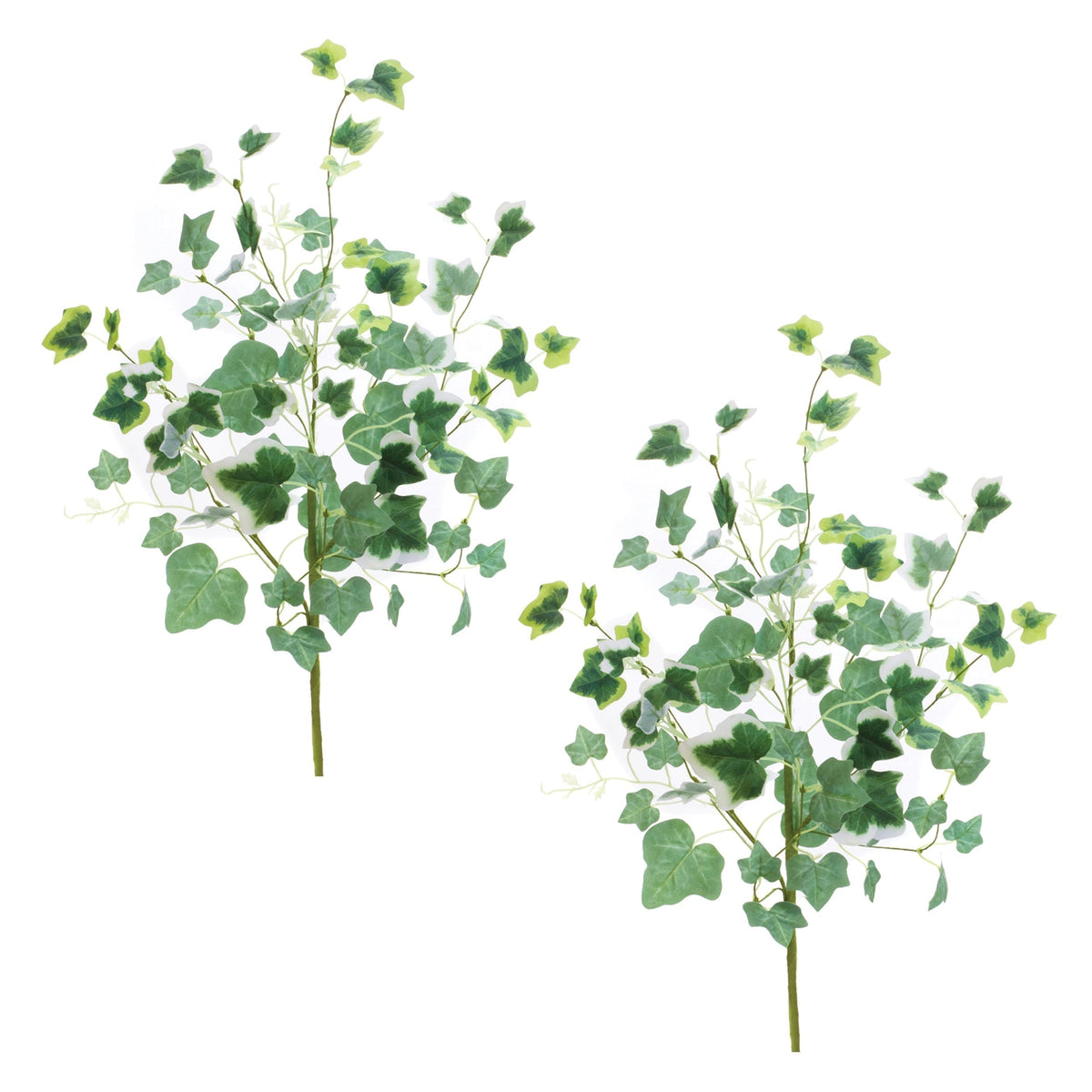 Mixed ivy foliage bush (set of 2), photo 3 of 3
