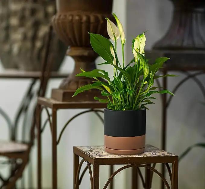 D'vine Dev 8 Inch & 10 Inch Ceramic Planter Pot for Plants with Drainage Hole and Saucer, Large Plant Pots Set, Black/Speckled Tan, 94-G-L-7 by GreenHaven Gardens