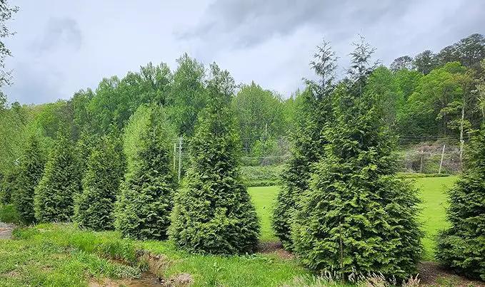 Thuja Green Giant Arborvitae Lot of 6, Quart Pot by GreenHaven Gardens