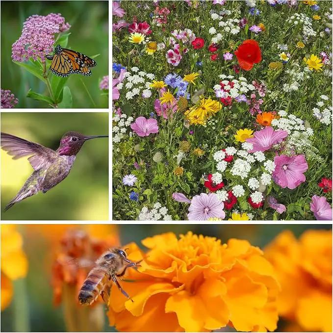 Wildflower Seeds Collection - 500,000+ Bulk Seeds - 6 Different Mixes Including Hummingbird & Butterfly, Save The Monarchs, Save The Bees, Shaded Woodland, Rocky Mountain, & Dryland Pollinator by GreenHaven Gardens
