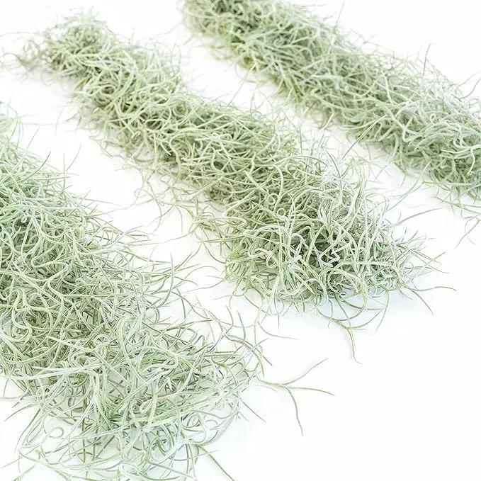 Thick Colombian Spanish Moss Live Strands with Wire Hook - Tillandsia Usneiodes - Live Tillandsia Succulent House Plants - Home and Garden Decor - Easy Care Indoor and Outdoor Plants by GreenHaven Gardens