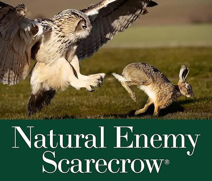 Dalen SOL-R Action Solar Fake Owl Decoy to Scare Birds Away from Gardens, Rooftops, and Patios - Safe and Humane, 18" 360º Rotating Head by GreenHaven Gardens