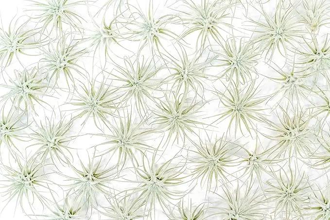 Air Plant Shop 25 Pack Rare Tectorum Ecuador Air Plants - Unique, Bright White, Nursery-Grown Tillandsia House Plant with Fuzzy Trichomes for Terrariums, Driftwood & Living Walls - Wholesale by GreenHaven Gardens