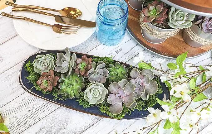 Live Succulents Plants Live Bulk Plant Tray (50 Pack), Bulk Succulents Live Indoor Plants Live Houseplants, Live Plants in Cactus and Succulent Soil Mix, Live Plant Kit Plant Gifts by Plants for Pets by GreenHaven Gardens