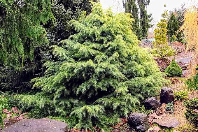 Premium Himalayan Cedar Potting Soil Mix - Perfect Balance of Nutrients, Drainage, and Aeration for Healthy Cedar Trees - 1 Quart by GreenHaven Gardens
