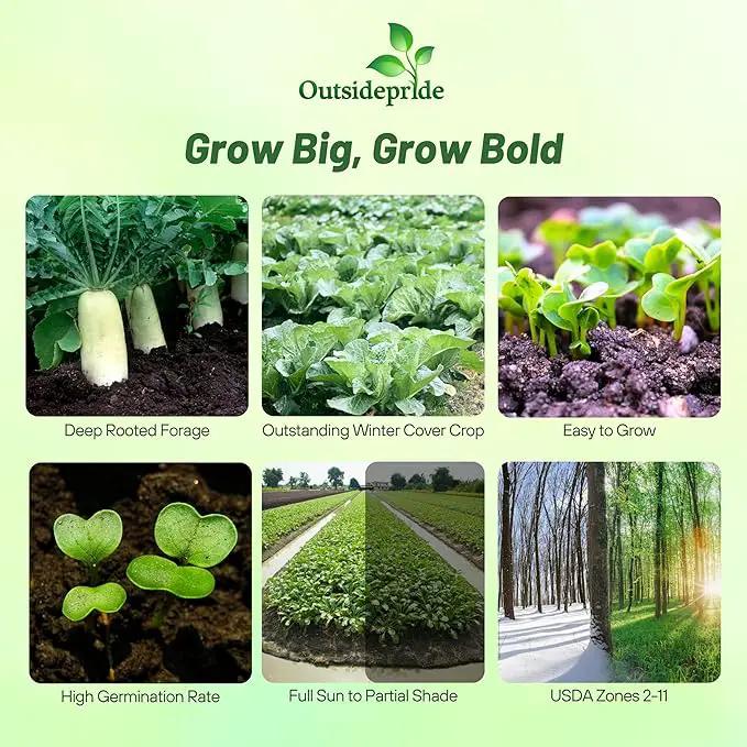 Outsidepride Annual Daikon Radish Seeds - 1 oz. Chinese, Japanese, & Oriental Radish Seeds for Soil Health, Erosion Control, & Soil Aeration - Ideal for Gardens, Cover Crops, Pastures, & Food Plots by GreenHaven Gardens
