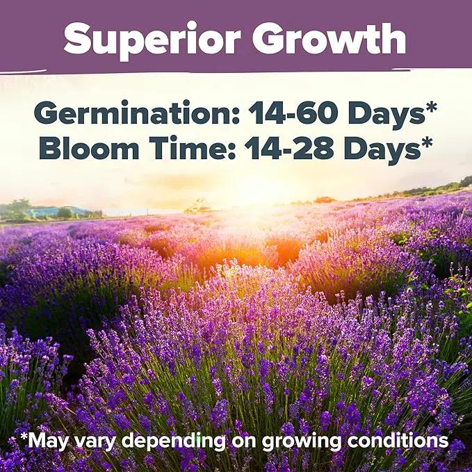 HOME GROWN 𝗨𝗦𝗔 𝗣𝗥𝗘𝗠𝗜𝗨𝗠 English Lavender Seeds 1,500+ 𝗡𝗢𝗡-𝗚𝗠𝗢 Wildflower Seed for Planting Indoor/Outdoor, High Germination, Plant Flower Seeds (Lavandula antustifolia) by GreenHaven Gardens