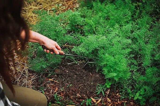 Barebones Japanese Weeding Hoe - Hoe Garden Tool - Durable Stainless Steel Hand Tool for Weeding and Digging (Walnut/Black) by GreenHaven Gardens