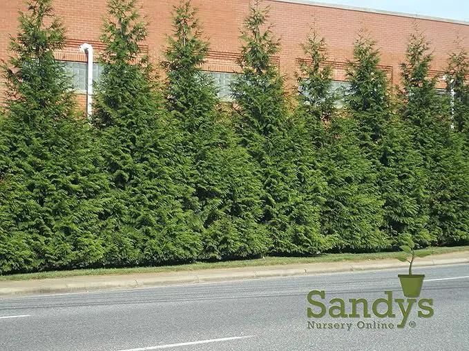 Thuja Green Giant Arborvitae Lot of 30 Each in a Protective Pouch 12-15 inches Tall by GreenHaven Gardens
