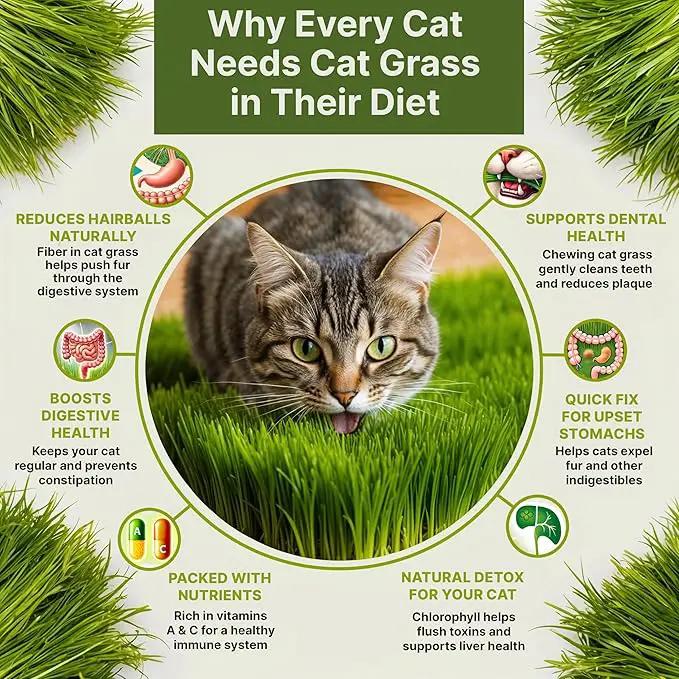 Organo Republic Cat Grass Seeds Mix - 20,800 Non-GMO Heirloom Seeds for Cats & Pets, 16 oz Pack for Growing Fresh Barley, Oat, Rye & Wheat Grass Seeds for Planting, Indoor Plants, Hairball Remedy by GreenHaven Gardens