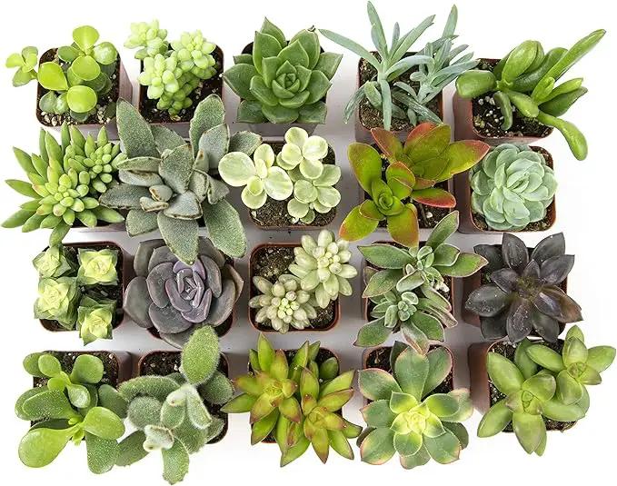 Altman Plants Live Succulents (20 Pack) & Live Pothos Plants (4PK) Indoor House Plants by GreenHaven Gardens